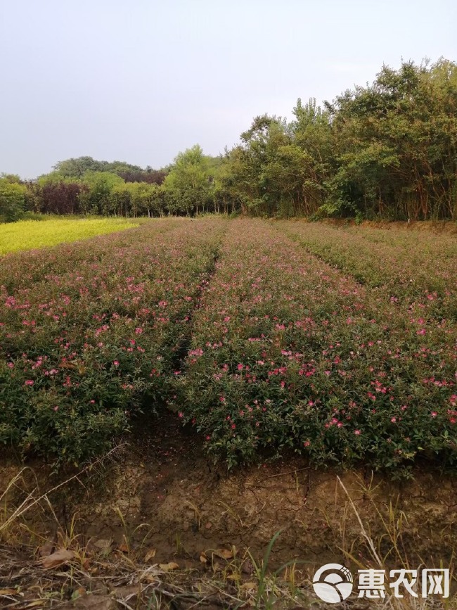 丰花月季苗，大花月季苗产地直销，量大！50公分高左右