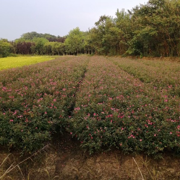 丰花月季苗，大花月季苗产地直销，量大！50公分高左右