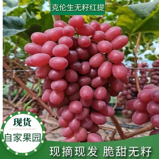 永济市克伦生葡萄  新鲜克伦生红提子葡萄3斤包邮水果新鲜现摘无籽红提