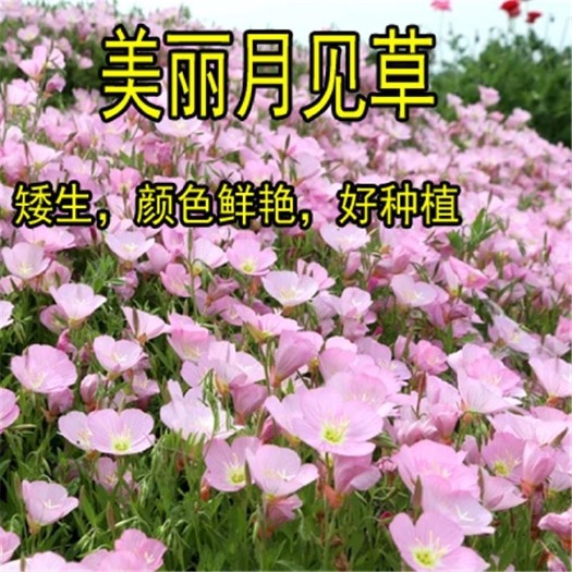 沭阳县美丽月见草种子四季夜来香多年生花种子庭院室外阳台盆栽易活花籽