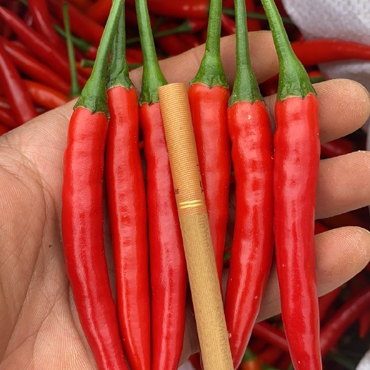 富源县朝天椒 精品米椒