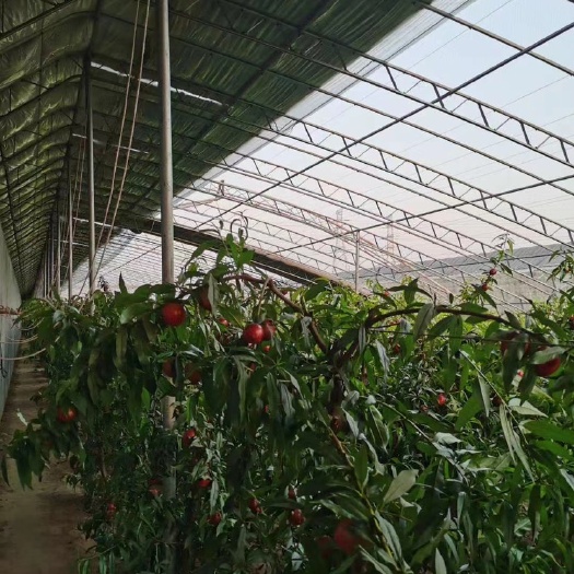 青县种植大棚