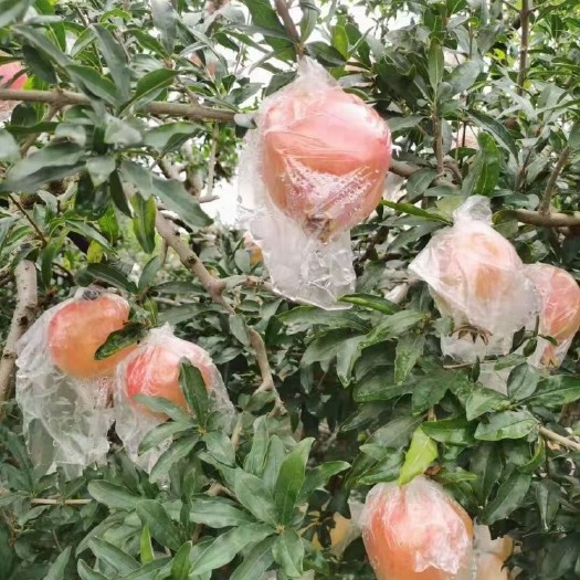 蒙自市蒙自绿籽石榴  石榴