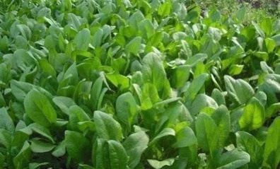 昆明 新鲜油麦菜