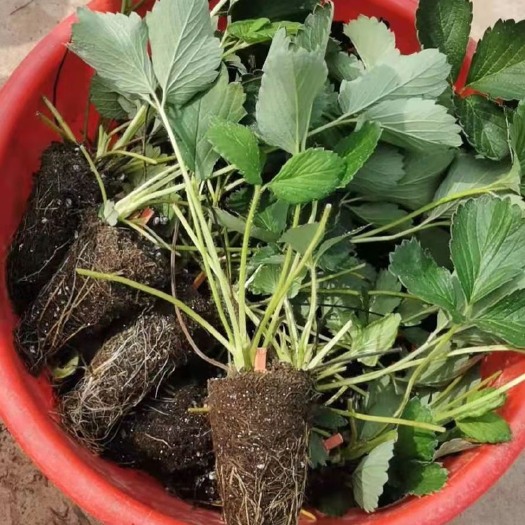 东海县 四季草莓苗奶油红颜草莓秧大棚种植草莓盆栽当年结果新苗带土果苗