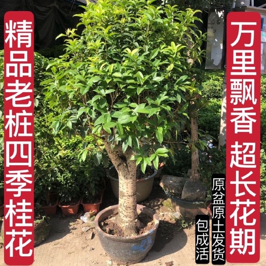 平邑县 四季桂花树桂花苗桂花盆栽浓香型金桂丹桂沉香桂四季桂室内外花卉