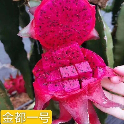 沭阳县金都一号火龙果苗  出售火龙果苗 红心火龙果