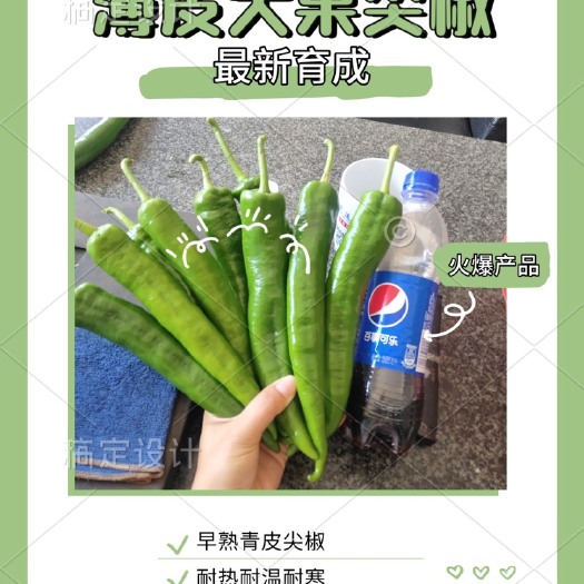 惠州尖椒苗  苗场直供，大果薄皮尖椒，盆穴苗，预定优惠。