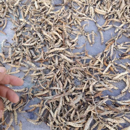 凤凰县亚香棒虫草 亚香棒虫