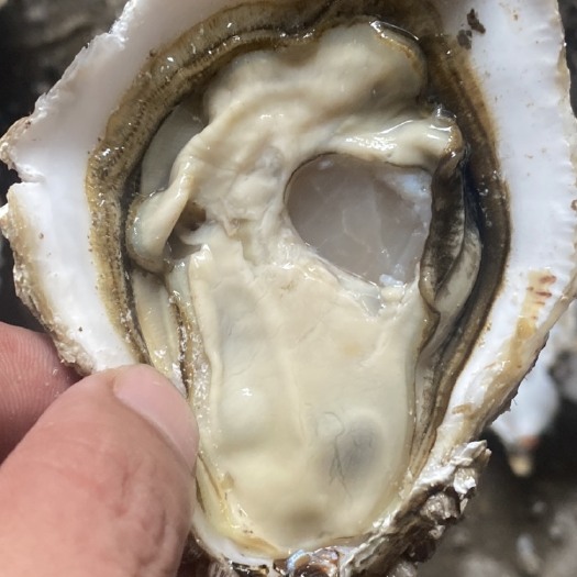 饶平县 三倍体生蚝