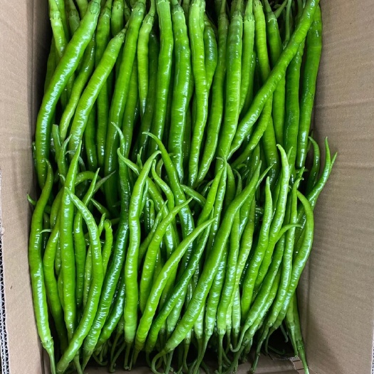 大荔县线椒