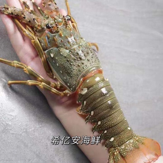 东山县小青龙龙虾  东山岛海鲜速冻龙虾青龙红龙