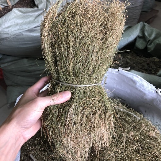 玉林 四叶莲中药材干货潮汕草药四叶莲四合梅天良草新晒500克