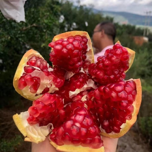 宾川县 突尼斯软籽石榴