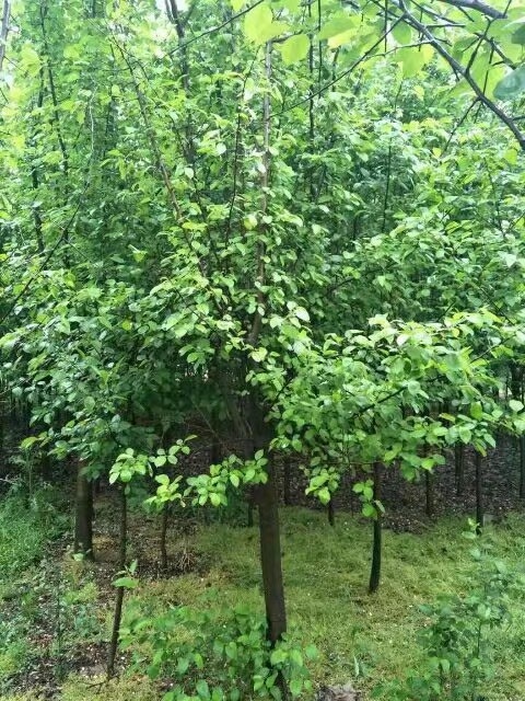 沂蒙垂丝海棠1-15公分临沂供应
