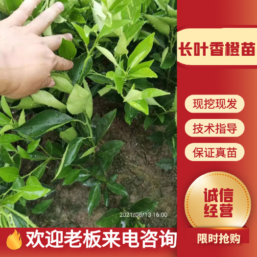 重庆市长叶香橙苗，品质保证，支持视频看货线上交易。