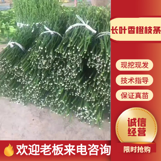 重庆市长叶香橙枝条，产地品种、放心购买。