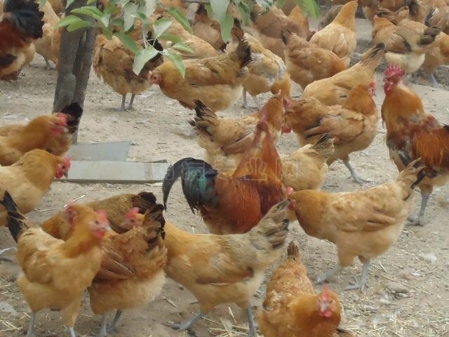衡阳 土鸡苗，正宗青脚土鸡苗，厂家直销