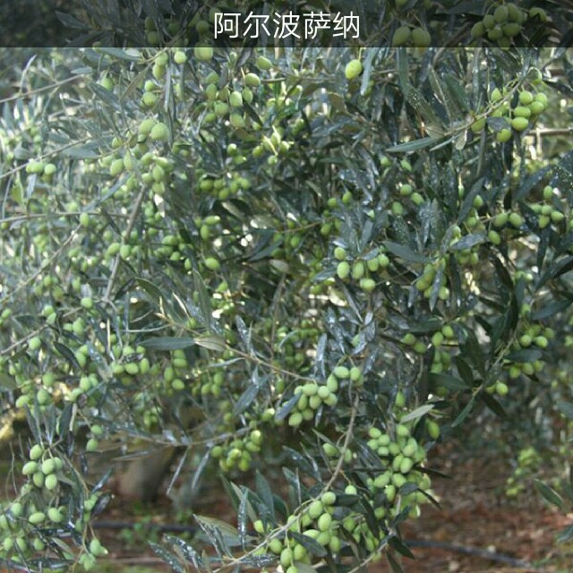 油橄榄苗  ，橄榄苗，油橄榄嫁接苗，产地直销，批发价