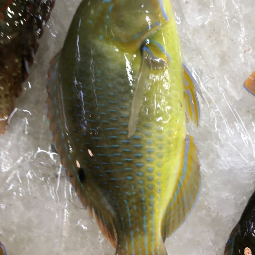 海口青衣鱼  活口青衣