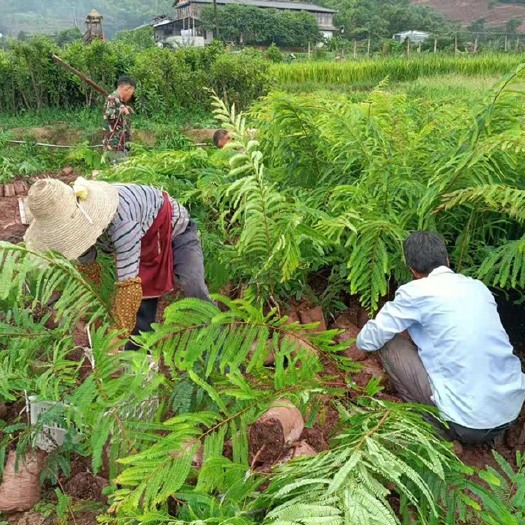景东县余甘子苗，余甘果苗，余甘果嫁接苗，基地直供，批发价，不零售