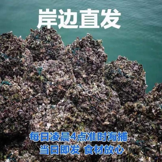 诏安县三倍体生蚝 新鲜现捞生蚝鲜活一箱特大即食新鲜海鲜水产。现货秒发，12小时
