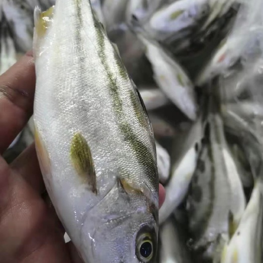 海口 茂公鱼