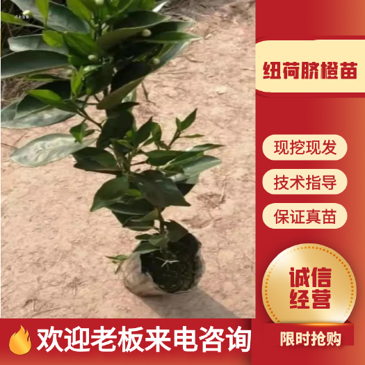 重庆市纽荷尔脐橙苗  纽荷尔脐橙（裸、杯）苗、苗木健壮、无 病虫害