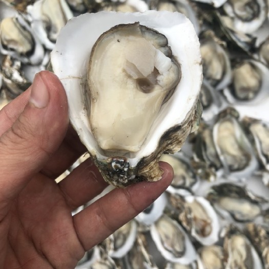 湛江牡蛎  a货湛江生蚝烧烤自助摆地摊用细小蚝蚝农供应
