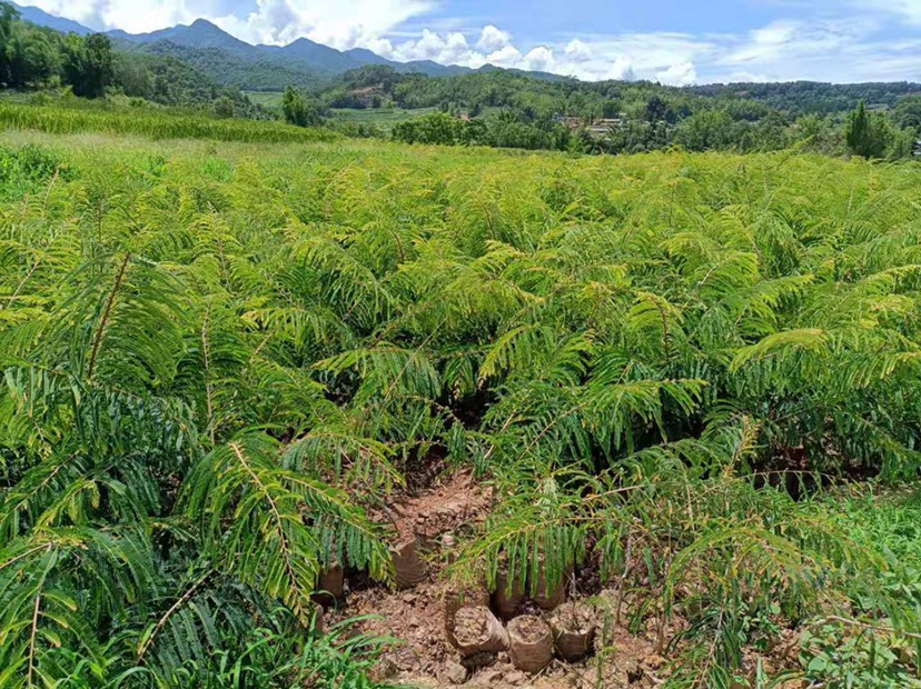 余甘子苗，余甘果苗，橄欖苗，滇橄欖嫁接苗，產(chǎn)地直銷，不零售