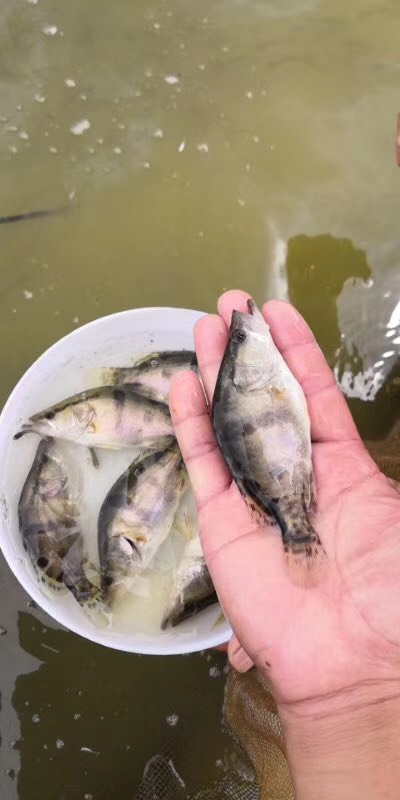  优质翘嘴鳜鱼苗（桂鱼苗）