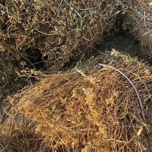 云县坚龙胆 龙胆草 苗 散装货 产地直供