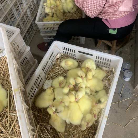 定州市四季鹅苗  孵化鹅苗