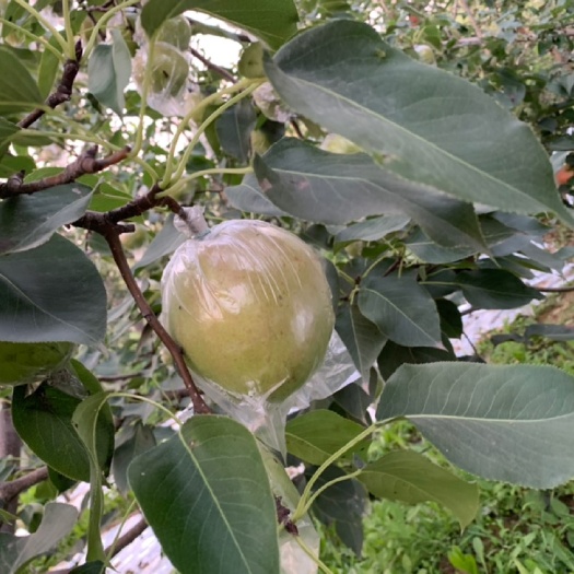  玉露香梨，香甜可口