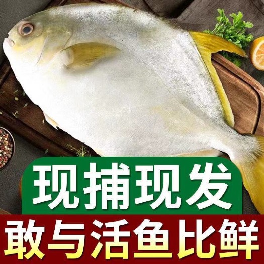 冰鲜金昌鱼现捕现发鲜活现捕平鱼鲳鱼深海金鲳鱼