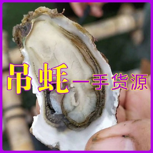 诏安县长牡蛎  福建牡蛎 深海吊蚝 生蚝场直供全国各地量大从优 可在交易