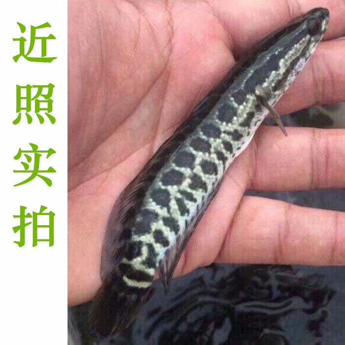 黑鱼苗 乌鱼苗 生鱼苗 乌鳢苗批发