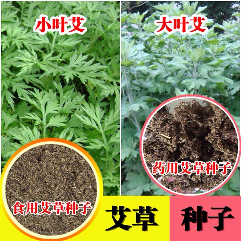 杭州驱蚊植物艾草种子四季种食用艾叶种子野生香草药用艾草籽 种子