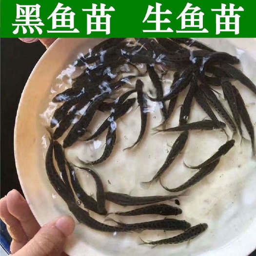 黑鱼苗 乌鱼苗 生鱼苗 乌鳢苗批发