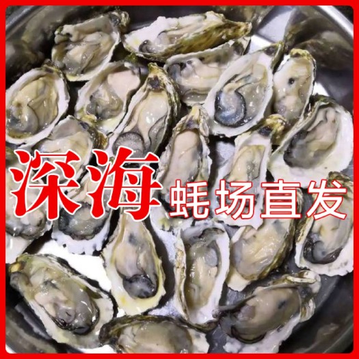 诏安县福建生蚝，烧烤蚝，一口蚝，精品生蚝，规格全货源充足量大从优
