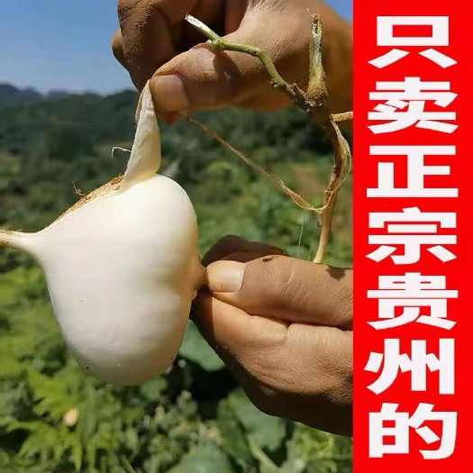 安顺贵州地萝卜！ 凉薯地瓜新鲜白地瓜沙葛白土瓜现挖农家自种土瓜量