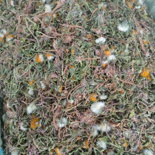 玉林蒲公英根  产地货源 S蒲公英 颜色鲜绿 无杂质 婆婆丁  量大从优