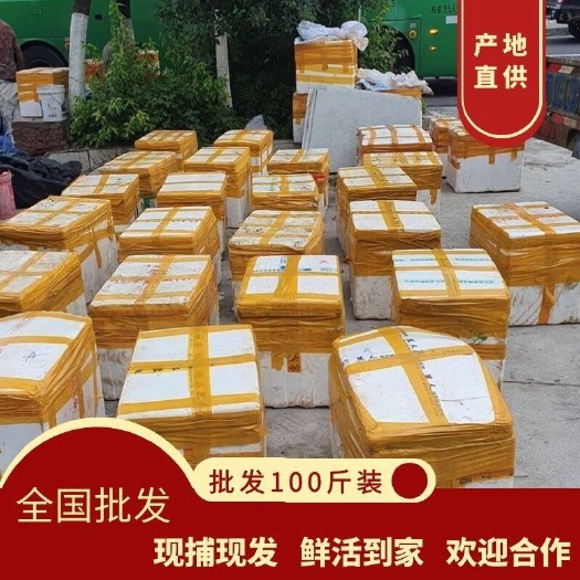 诏安县福建生蚝自家生蚝100斤一件另有网红家庭小包装
