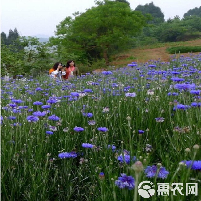 矢车菊种子 矢车菊花种子多年生耐寒花草种籽秋冬种植花卉庭院