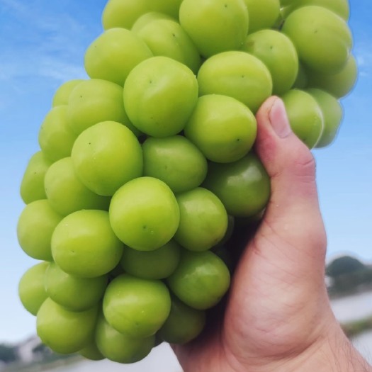 嘉兴种植户直销 优质葡萄 阳光玫瑰