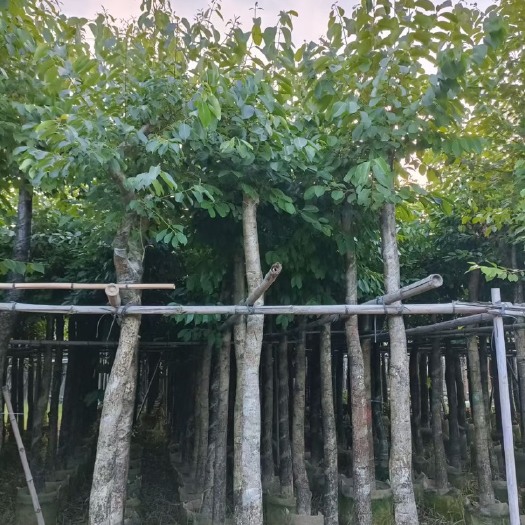 普宁市 海南蒲桃
