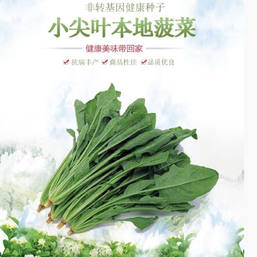 邵东市农家小叶菠菜种子非转基因老品种秋冬四季播种可留种阳台菜园