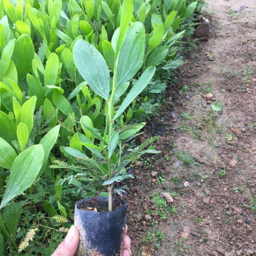 普宁市相思树苗  马占相思
