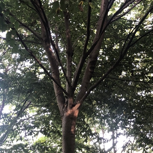 常州小叶榉树  榉树、红榉树．自产自销、一手货源。