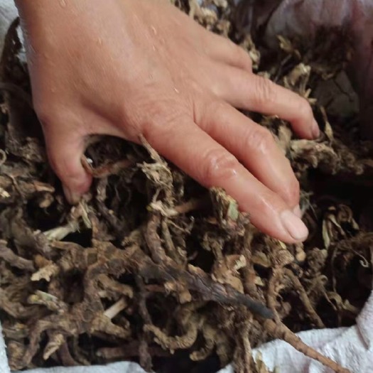 隆回县石菖蒲 现货